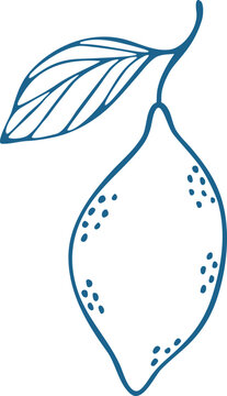 Hand Drawn Fresh Single Lemon with Leaf Line Art Vector Illustration