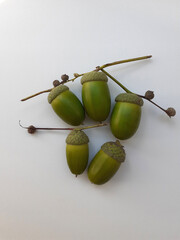 Green Acorns on Twig Isolated. Five unripe oak fruits lying on a white surface. Close-up. Vertical photo. © Gebbi Mur