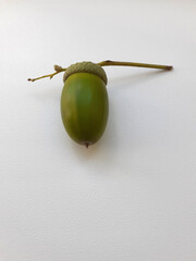 Acorn with Cap and Twig Isolated. Oak nut on a white surface. Close-up. Vertical photo. © Gebbi Mur