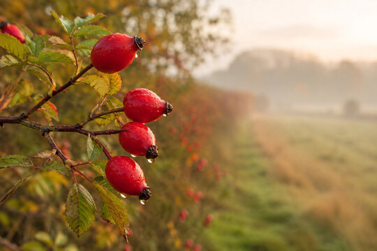 Rote Hagebutten mit Wassertropfen im warmen Herbstlicht