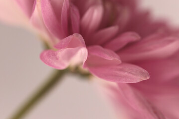 Fototapeta premium Smoke close-up cream beige pink Chrysanthemums; aster, gerbera Flower bud Petals. Natural selective soft focus macro blur light background