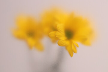 Obraz premium Smoke selected soft focus autumn yellow chrysanthemum, aster Flower through translucent matte frosted glass. Abstract natural blurred grain light fog background.