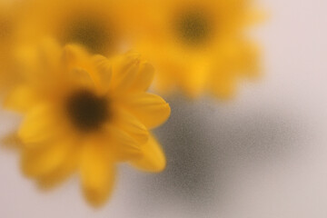 Obraz premium Smoke selected soft focus autumn yellow chrysanthemum, aster Flower through translucent matte frosted glass. Abstract natural blurred grain light fog background.