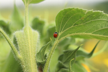 Close-up of a ladybug on a green sunflower leaf. Bright red ladybug with black spots crawling on a large green sunflower leaf. Summer macro shot of nature with a beneficial beetle. Little ladybug © Mariia