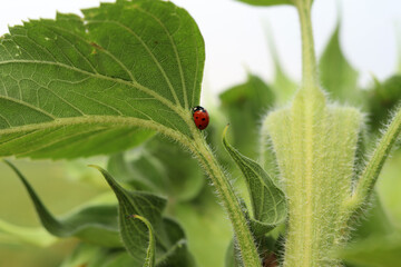 Close-up of a ladybug on a green sunflower leaf. Bright red ladybug with black spots crawling on a large green sunflower leaf. Summer macro shot of nature with a beneficial beetle. Little ladybug © Mariia