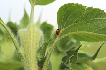 Close-up of a ladybug on a green sunflower leaf. Bright red ladybug with black spots crawling on a large green sunflower leaf. Summer macro shot of nature with a beneficial beetle. Little ladybug © Mariia