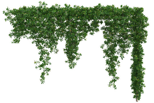 Lush green hanging vine plant with dense foliage isolated on a clean white background