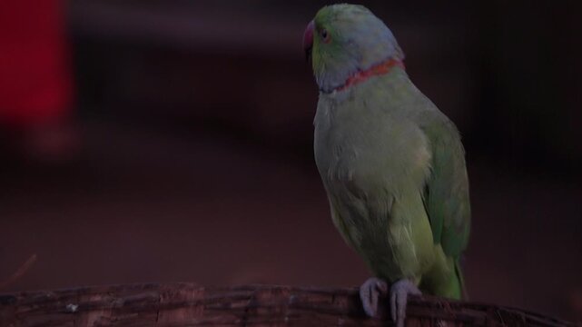 Close-up video of a ring-necked parakeet perched on a woven basket and eating food