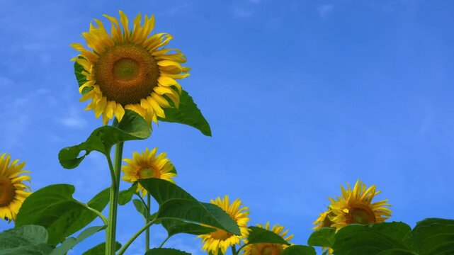 Beautiful field of sunflowers under clear blue sky. Yellow sunflower swaying in a wind, sunny summer day.