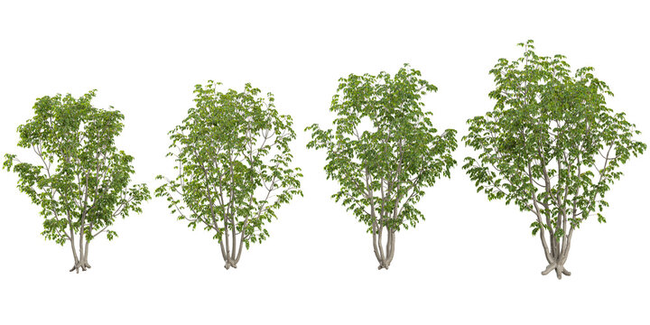Set of fraxinus trees on transparent background