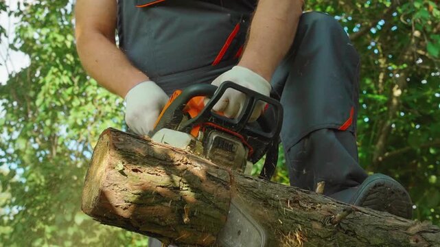 Arborist saws through heavy tree trunk with chainsaw, concentrating on precise cutting in sunny forest. Gloved worker in workwear guides forestry tool across bark as wood shavings scatter.