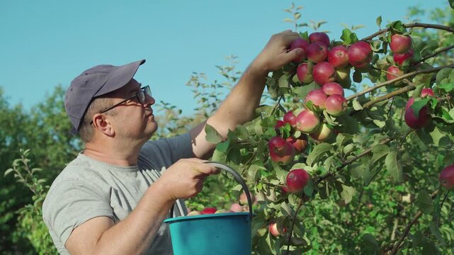 Gardener harvests ripe apples in sunny orchard, filling blue bucket with careful reach and focused expression. Apple picker works among fruit laden branches under clear blue sky in rustic