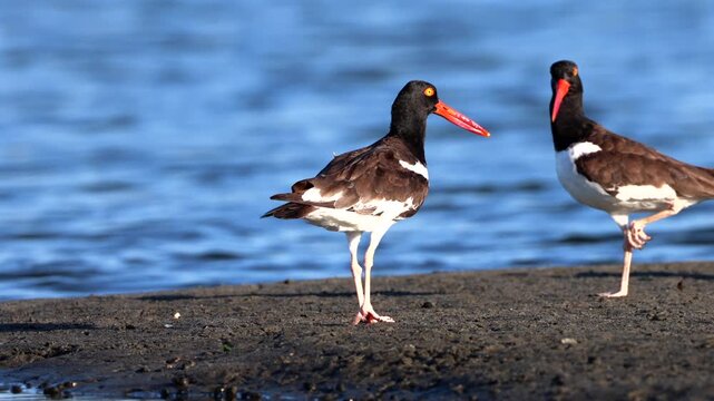 Pair of American Oystercatchers Standing on a Coastal Mudflat