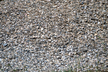 a highly textured, full-frame close-up view of a dense pile containing countless small, gray and white seashells. © Andrey