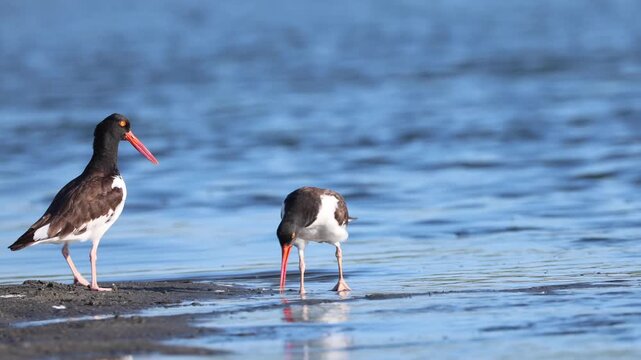 American Oystercatchers Foraging Together at the Water's Edge