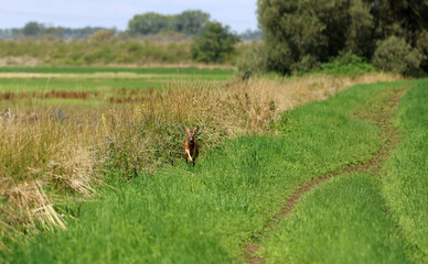 Roe deer fleeing from the hunt and the hunter © Andrea Geiss
