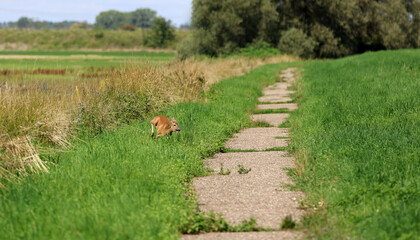 Roe deer fleeing from the hunt and the hunter © Andrea Geiss
