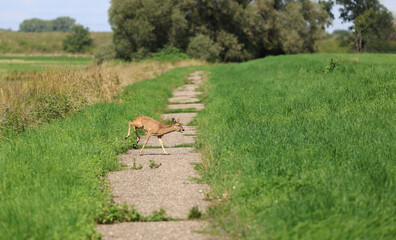 Roe deer fleeing from the hunt and the hunter © Andrea Geiss