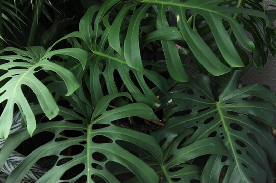 planta verde no jardim 