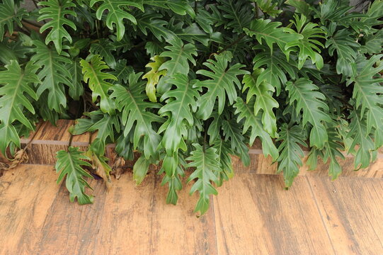 planta verde no jardim 