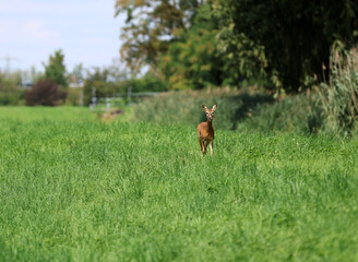 Roe deer fleeing from the hunt and the hunter © Andrea Geiss