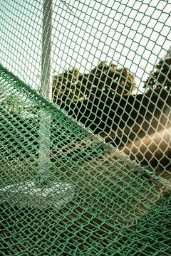 Green safety net with trees and sky visible through the mesh