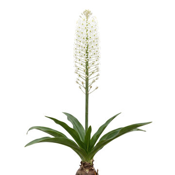 Sea squill Drimia maritima with a tall spike of white umbel flowers and broad green leaves, a striking Mediterranean bulb plant isolated on transparent background.