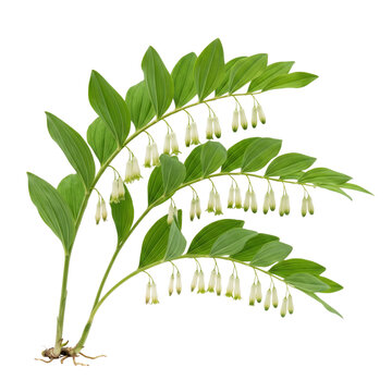 Solomon&rsquo;s seal Polygonatum biflorum with delicate hanging white tubular blooms along arching stems and green leaves, isolated on transparent background for projects.