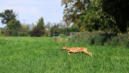 Roe deer fleeing from the hunt and the hunter © Andrea Geiss