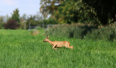 Roe deer fleeing from the hunt and the hunter © Andrea Geiss