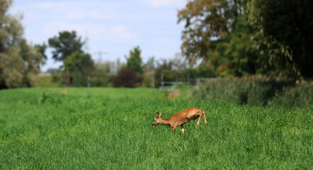 Roe deer fleeing from the hunt and the hunter © Andrea Geiss