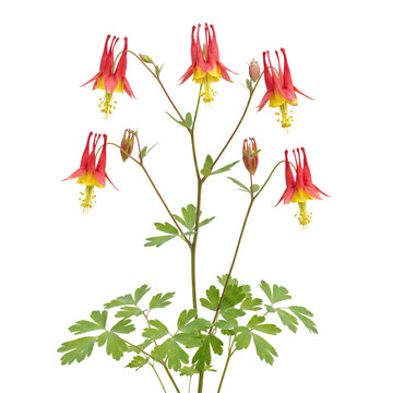 Wild columbine (Aquilegia canadensis) featuring striking red-and-yellow spurred flowers and delicate foliage, isolated on transparent background for nature art.