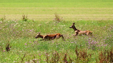 Roe deer fleeing from the hunt and the hunter © Andrea Geiss