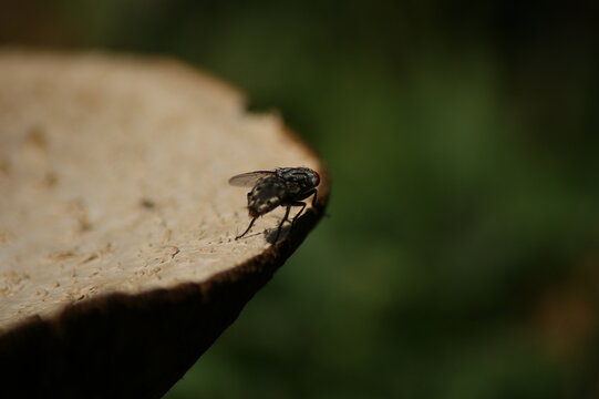 SONY DSC