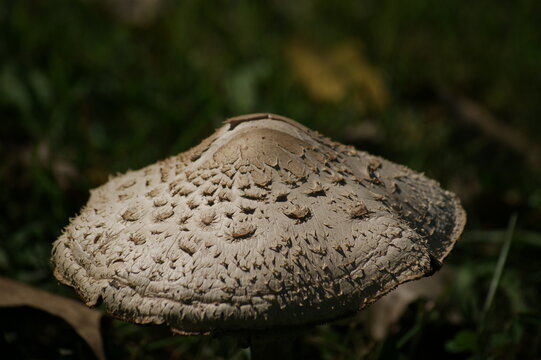 SONY DSC