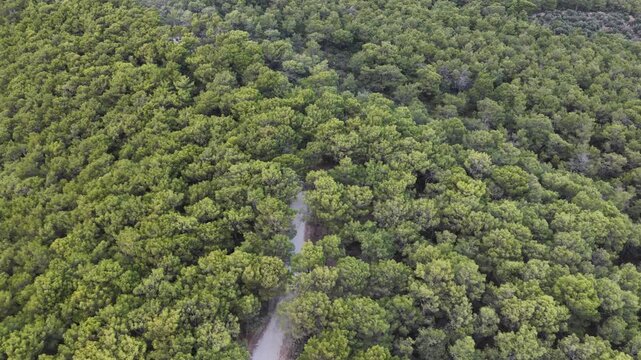 Aerial top down view of a single white car driving on a winding dirt road through a dense green pine forest.