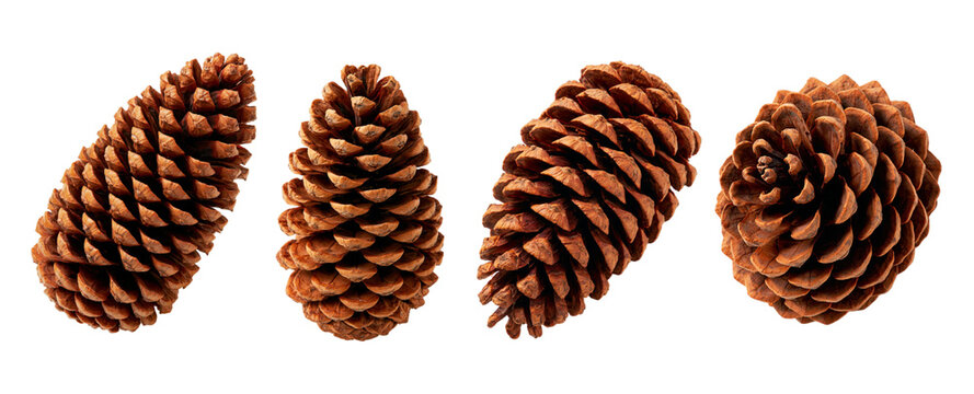 Set of dry brown pine cones from different sides isolated on white background