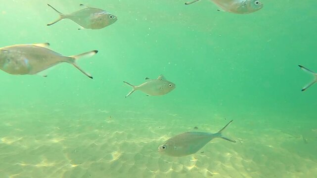 Underwater view of a small school of Palometa blanca fish swimming in clear turquoise Mediterranean sea water over sandy bottom