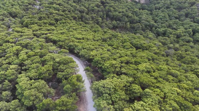 Aerial top down view of a single white car driving on a winding dirt road through a dense green pine forest.