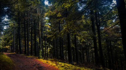 Fototapeta premium road in autumn forest