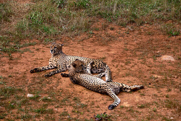 Two gepards lying on the grass of the savannah © Raul