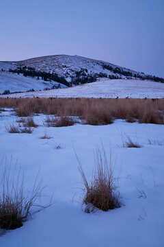 Snowy foothill meadow with dry grass and distant hills