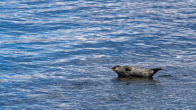 Single, young Harbor Seal, rests upon a rock in Tacoma's Commencement Bay enjoying the summer sunshine.