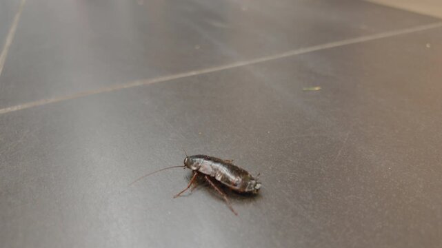 Close-up of a cockroach walking on a dark tiled floor, Cote d'Azur, France
