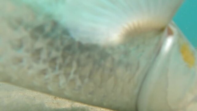 Macro slowmo view of a grey mullet fish breathing through gills and excreting waste in clear shallow sea water