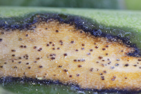Stem disease symptoms caused by Leptosphaeria maculans (anamorph Phoma lingam) on canola (Brassica napus) causal agent of blackleg disease. Fungal pathogen of the phylum Ascomycota.