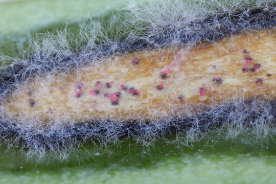 Mass of pink spores growing from fruiting bodies of Leptosphaeria maculans (anamorph Phoma lingam) on canola (Brassica napus) causal agent of blackleg disease. Fungal pathogen of the phylum Ascomycota