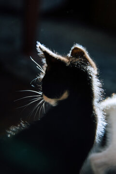 Profile of a Kitten in Sunlight