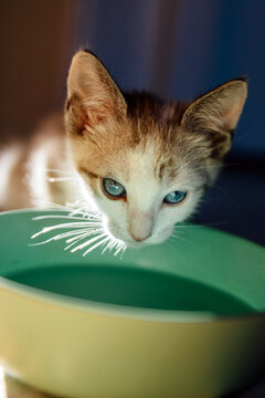 Siamese Kitten Drinking Water