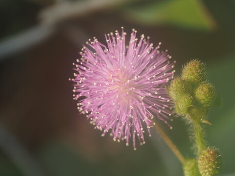 close up macro shot of a delicate pink Mimosa pudica (sensitive plant or touch-me-not) puffball flower head with stamens and green flower buds against a blurred natural background